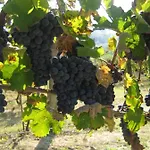 La Bella Vite Frühstückspension 3*