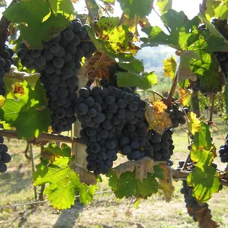 La Bella Vite Bed and breakfast 3*