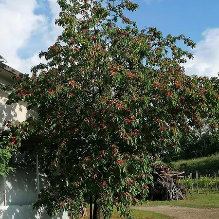 La Bella Vite Moncalvo