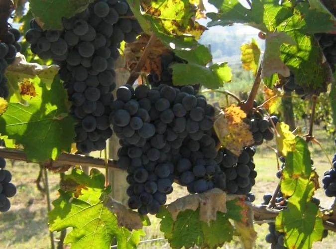 La Bella Vite Bed and breakfast 3*